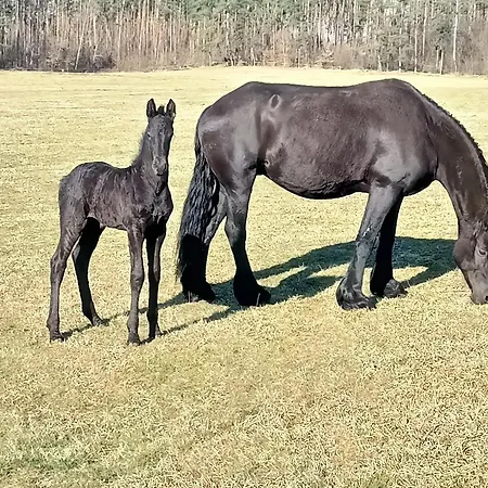 W Lesie 別荘 Tuczno