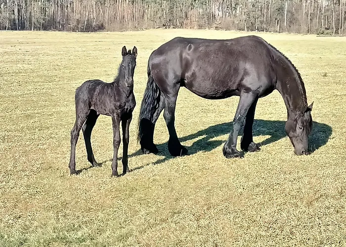 W Lesie Holiday home Tuczno (Walcz)